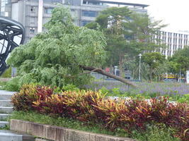 typhoon tree blown over