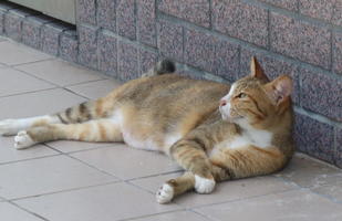 domestic cat near temple
