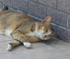 domestic cat relaxing