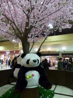 Plush panda under cherry blossom tree