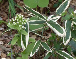 Plant with white edges on leaves and white flowers.