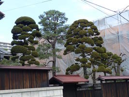 japanese trees