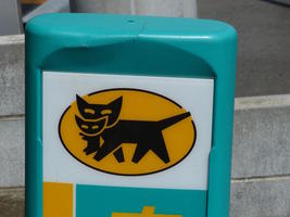 logo cat carrying kitten