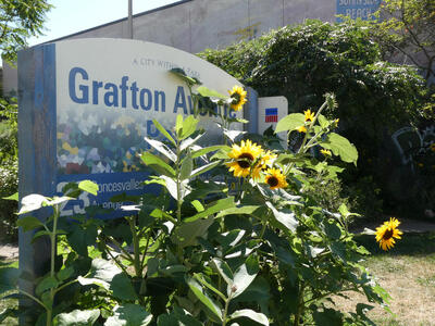 grafton ave park with sunflowers