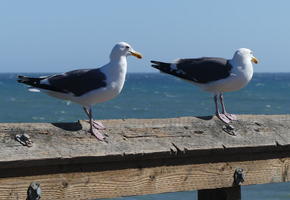 Two seagulls sitting on wooden railing, facing to right
