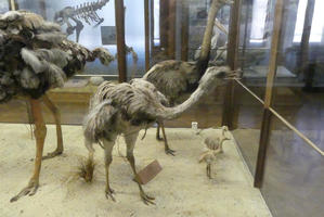 Ostrich/emu-like birds