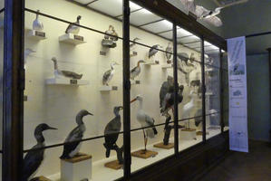 Display case of taxidermied birds