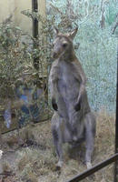 Taxidermied kangaroo