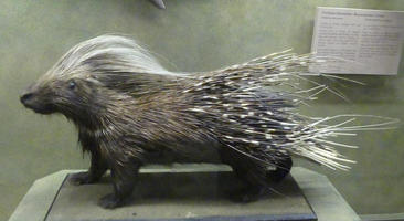 Taxidermied porcupine