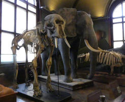 Skeleton of elephant next to taxidermied elephant