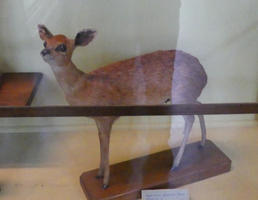 Taxidermied fawn