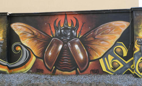 graffiti winged beetle