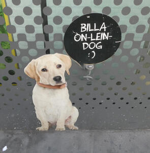 Photo of dog near a hook on the wall. Text is “Billa on-lein-dog :)”