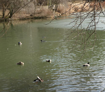 ducks in lake