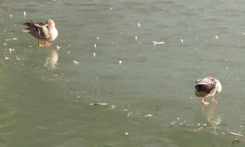 ducks standing on slightly frozen lake