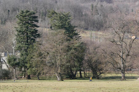 trees in park