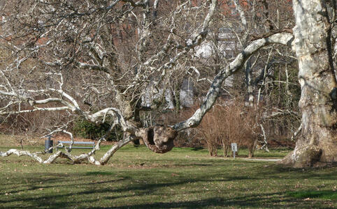 oddly shaped tree branch