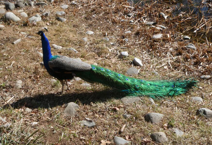 peacock with blue head and green tail