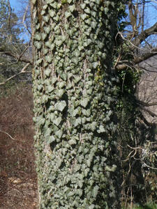 tree closely covered with leaves