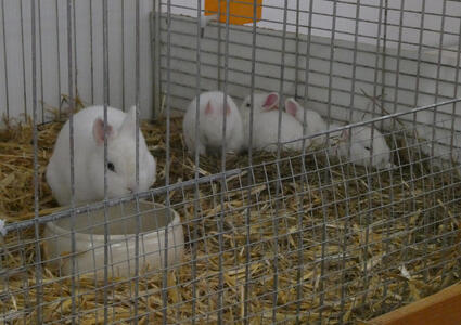 cage of guinea pigs