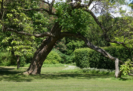 bent over tree