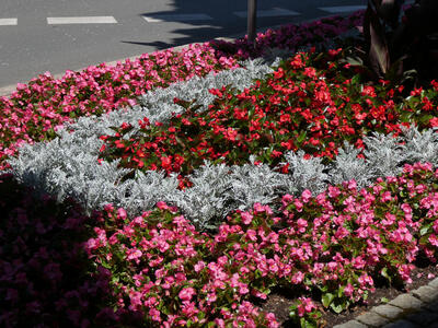 floral display