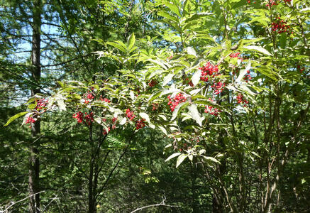 Tree bearing red spherical fruit that looks like currants