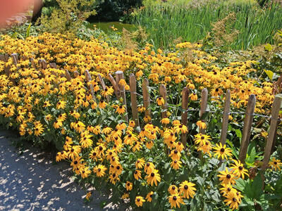 Yellow flowers with brown circular center