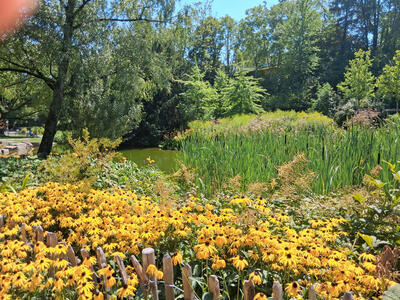 Yellow flowers in foreground; long reeds in background