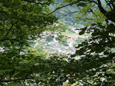 View of Graz from above Gösting; tree branches in foreground.