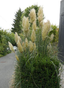 Bush with large light yellow leafy “brushes”