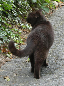 Black cat walking away from camera