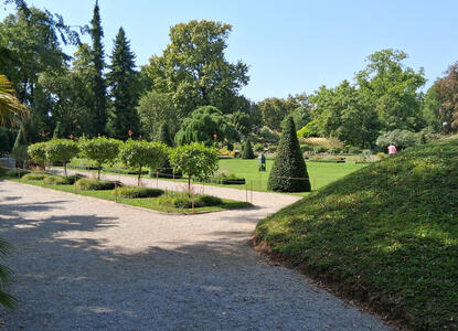 Tree trimmed to a cone shape