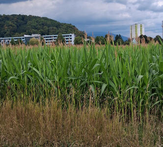 Wheat field in foreground, tall apartment buildings in far background