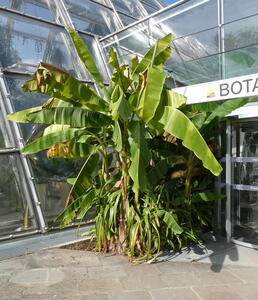 Large plant with green palm-like fronds