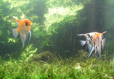 Two orange fish and one white fish with black spots