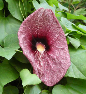 Large purple flower that looks like an open mouth