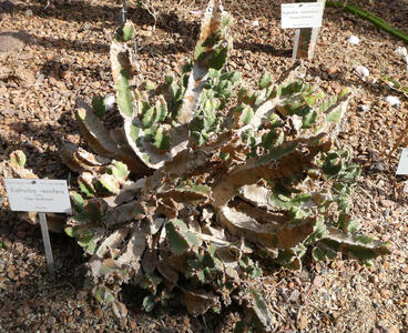 Cactus with flat, open leaves