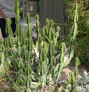Cactus with upright spines that look like triangles stacked one atop the other.
