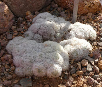 Clump of small round cacti covered with white spines; they look like cotton balls