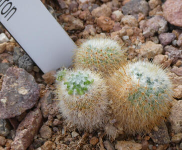 Three very small round cacti with orange spines covering green center