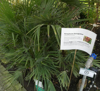 Very small palm tree