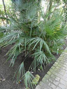 Side view of dwarf palm.