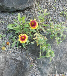 Flower with yellow center and petals that are red towards the center and yellow at the outer edge