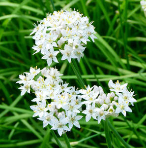 Clumps of small white flowers with yellow stamens