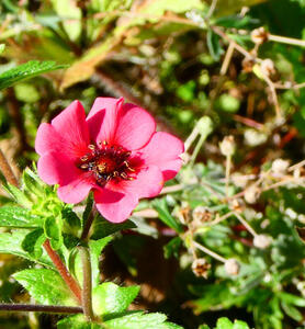 Flowers with pinkish-red petals