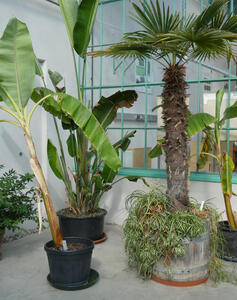 Small palm trees inside a building