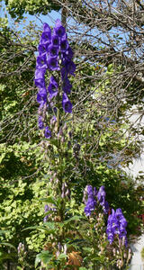 Tree with large purple flowers