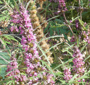 Flower that looks like a long string of purple blooms.