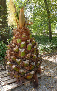 top section of tree with branches cut off; the result looks much like a pineapple